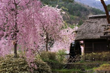 Sakura em Iyashi no Sato Nenba