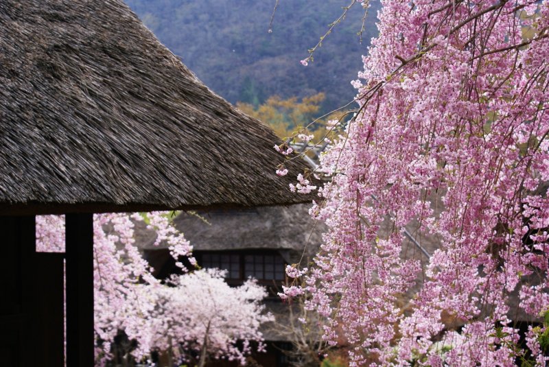 초가 지붕 앞 벚꽃
