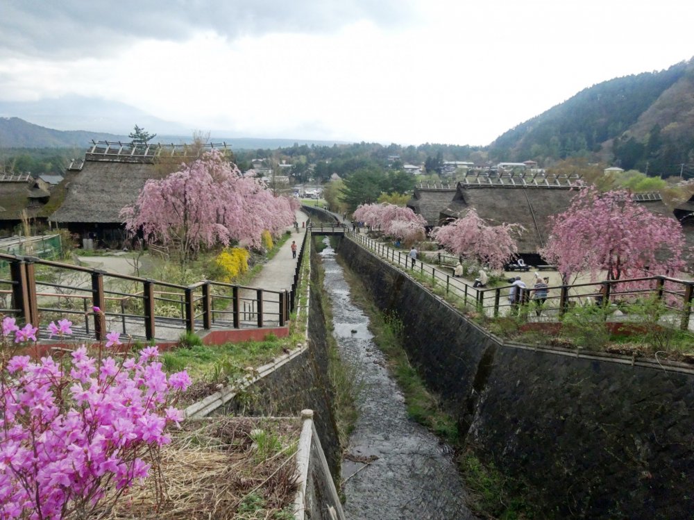 Hoa anh đào tại làng Iyashi no Sato Nenba - Yamanashi - Japan Travel