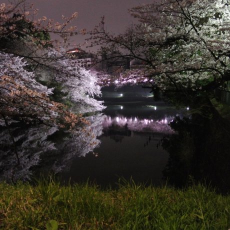 Ánh sáng hoa anh đào ở Tokyo