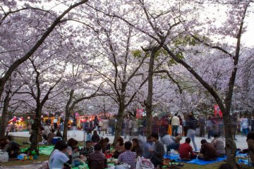 Hanami no Parque Nishi