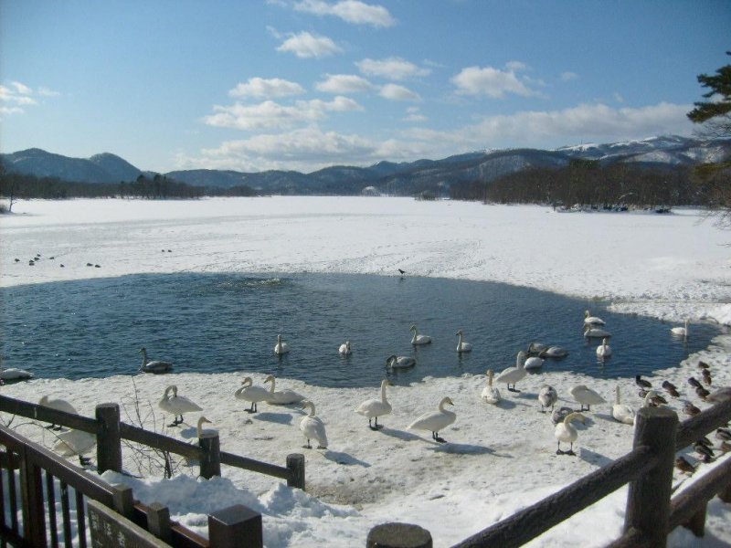 <p>The local swans don&#39;t have much of the lake to swim on</p>
