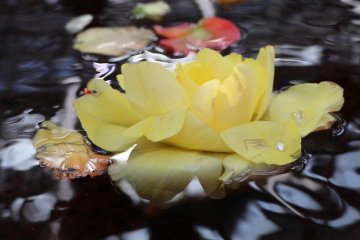 Japanese rose floating in water.