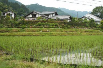 Rice paddies - full of water and newly planted rice seedlings