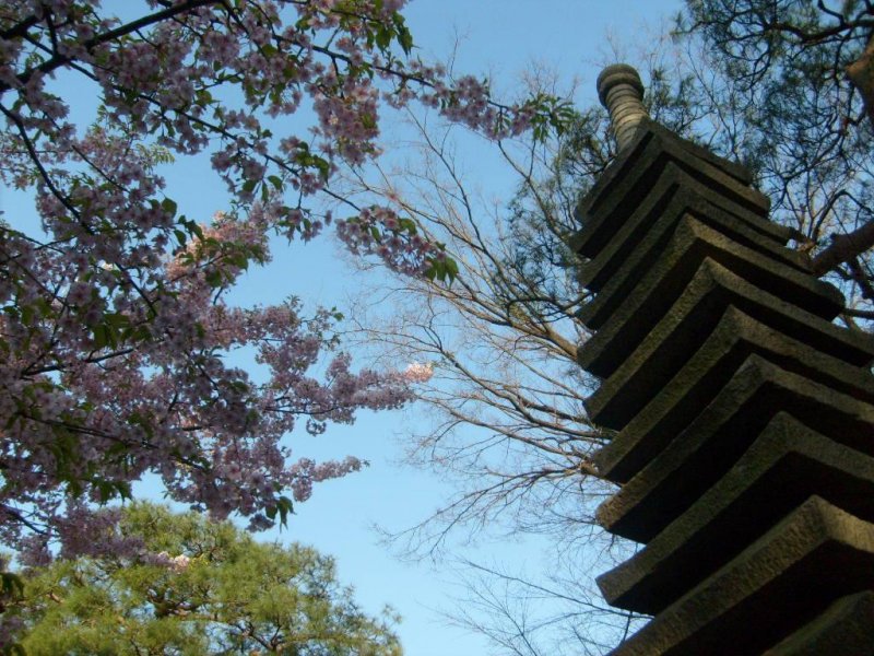 <p>Cherry-blossoms cast cool shade on the tall stone pagoda</p>