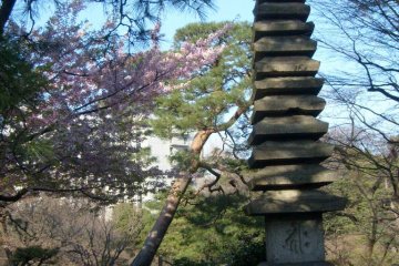 <p>The path into the garden is also planted with cherry-blossom trees</p>