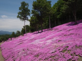 Presque 100.000m² de floraison à Takinoue.