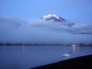 A swan mills around the lakeshore as Mt. Fuji covers itself modestly with a few clouds