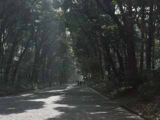 Con đường dẫn vào đền Meiji Jingu bao quanh là thiên nhiên