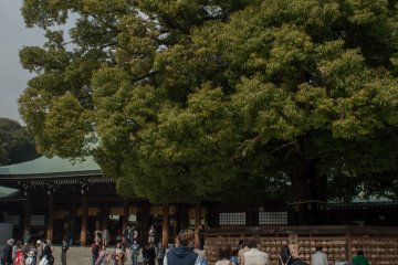 The shrine and the camphor tree