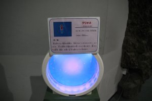 L'aquarium des cliones du Sunpiazza, à Sapporo.