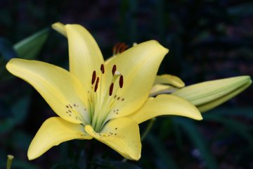 Lily in full bloom.