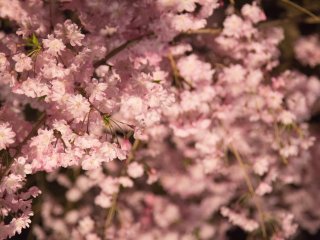 L'éclairage délicat des sakura donnait aux fleurs un aspect totalement différent de celui qu'elles avaient en journée
