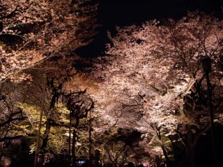 I highly recommend to walk slowly and enjoy the feeling of being under lit up cherry blossoms