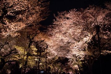 I highly recommend to walk slowly and enjoy the feeling of being under lit up cherry blossoms