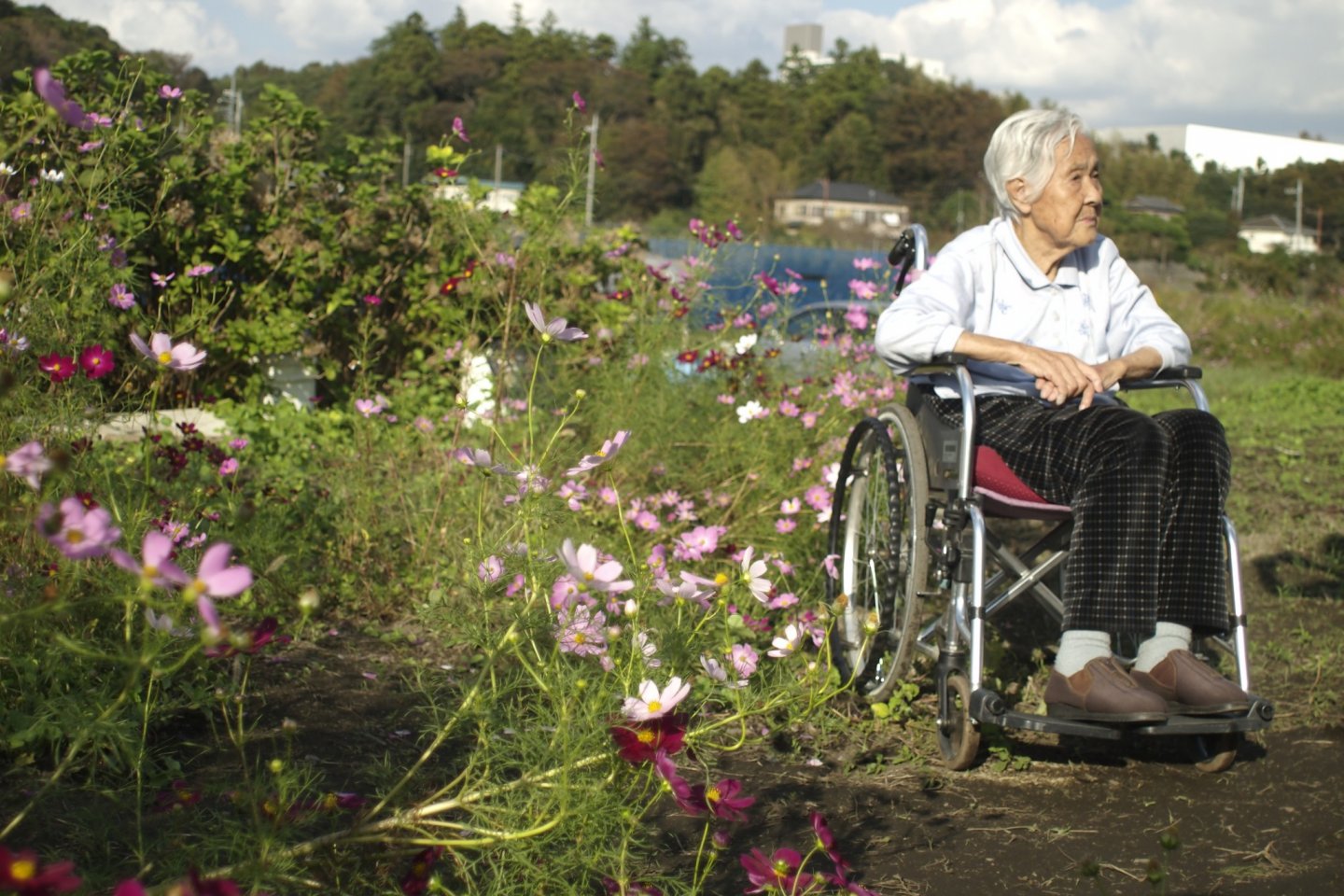 An elderly lady poses for a picture before the cosmos blossoms.