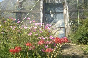 Cluster amaryllis and cosmos in front of a green house.