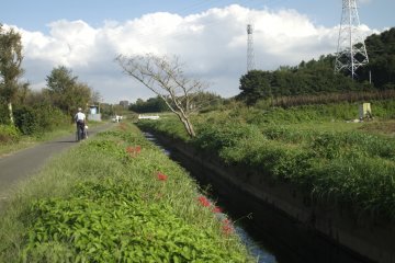 A man and his ward pass by the higanbanas (cluster amaryllis) on the banks of Koide River.