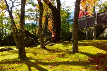 <p>Trees throw mysterious shadows on the moss</p>