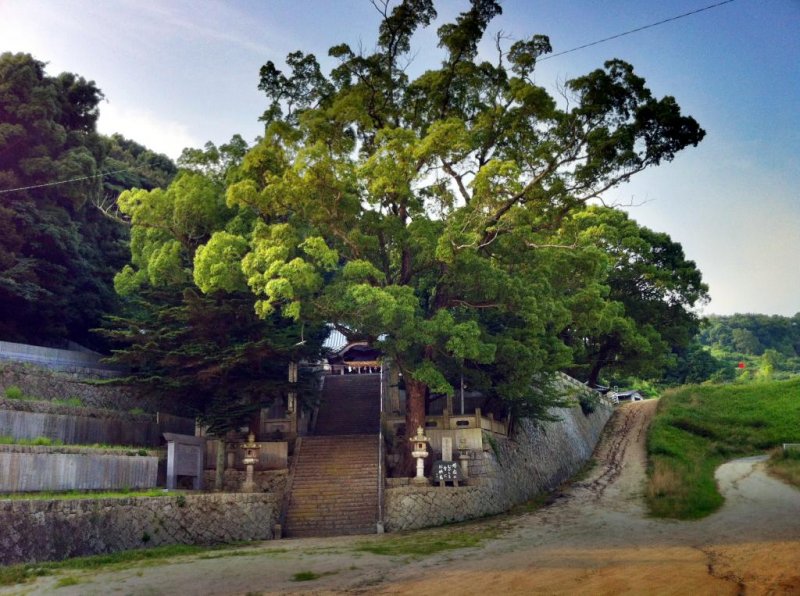 ศาลเจ้าคะโมะในอิมะบะริเป็นที่ตั้งของต้นไม้ยักษ์
