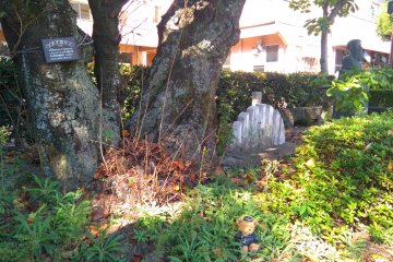 Tokushima tree lined avenue