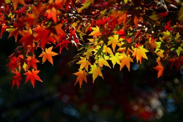 Осенние краски в парке Йойоги