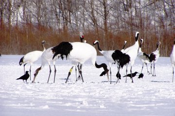 Lake Furen, Nemuro City, is where you can get up close with Red-crowned Cranes.