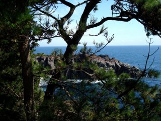 Many pine trees on top of the cliffs
