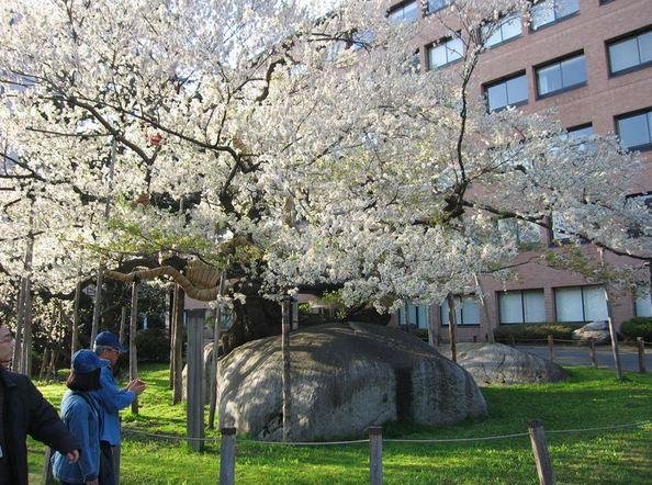 The giant tree comes alive during the cherry blossom season.