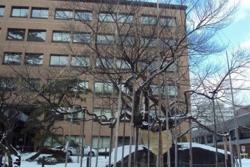 Ishiwarizakura stands strong through the winter. Extra supports keep the snow from damaging young tree limbs.