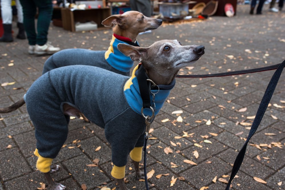 The dogs were fashionable too