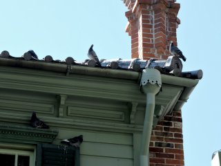 An audience of pigeons