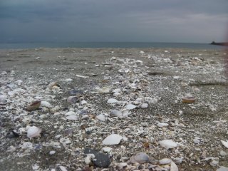 Những vỏ sò dạt vào khắp bờ biển vào tháng 8