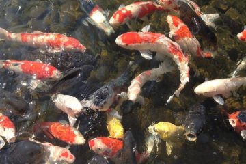 Colorful carp in the ocean-like central lake