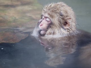 A young macaque