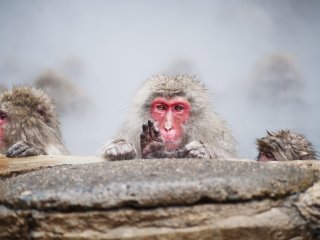 Para monyet menunjukkan berbagai ekspresi wajah