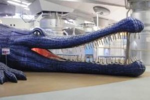 Blue lizard indoor playground
