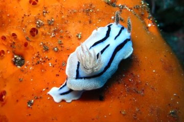 A sea slug resting on a rock, 22m at Nazumado