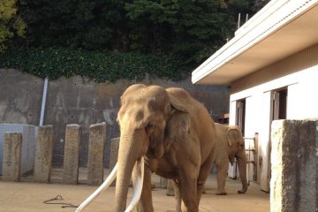 1500 kgs/ 3300 lbs Male Elephant