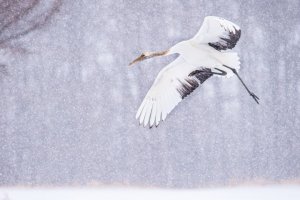 Crane in winter