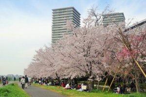 Itinerary Musim Sakura di Ota