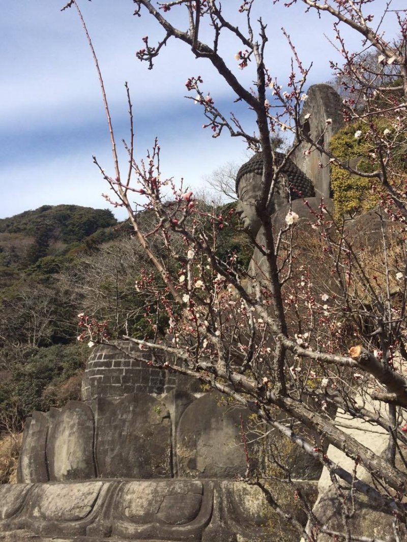 Daibutsu or "big buddha" with plum blossoms in spring.