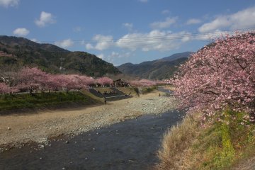 Kawazu town is decorated with with pink cherry blossoms as early as February