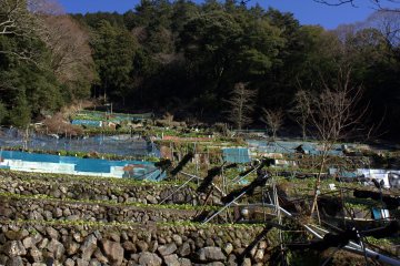 Terraced wasabi fields