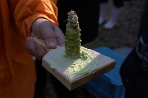 Freshly grated wasabi—the real thing!