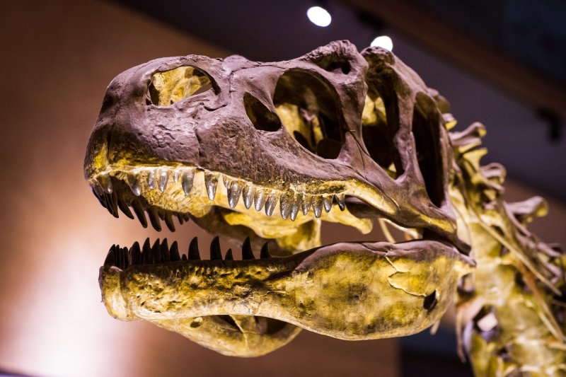 A replica skull of Sue, the largest and most complete Tyrannosaurus rex ever found