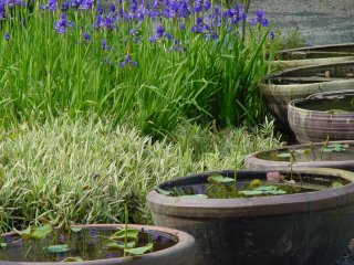 Lotus pots are lovely in summer