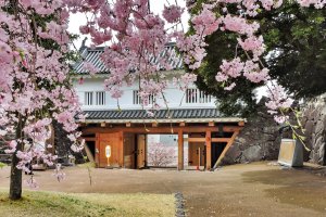 Bunga sakura di Taman Kastil Maizuru di Kofu