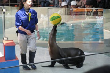 Sea lions are very smart