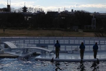 Dolphin tank with Kyoto skyline
